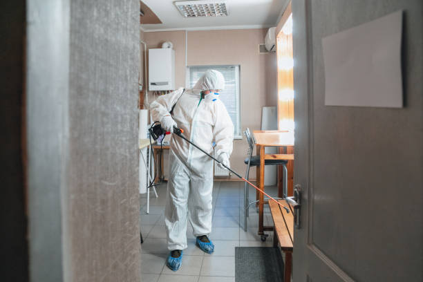 Best Basement Mold Removal  in USA